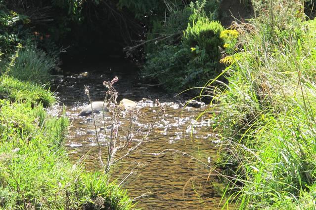 Little Paradise & Petting Farm Greymouth Ngoại thất bức ảnh