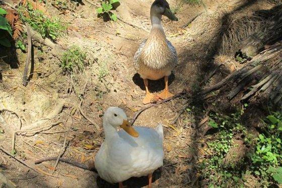 Little Paradise & Petting Farm Greymouth Ngoại thất bức ảnh