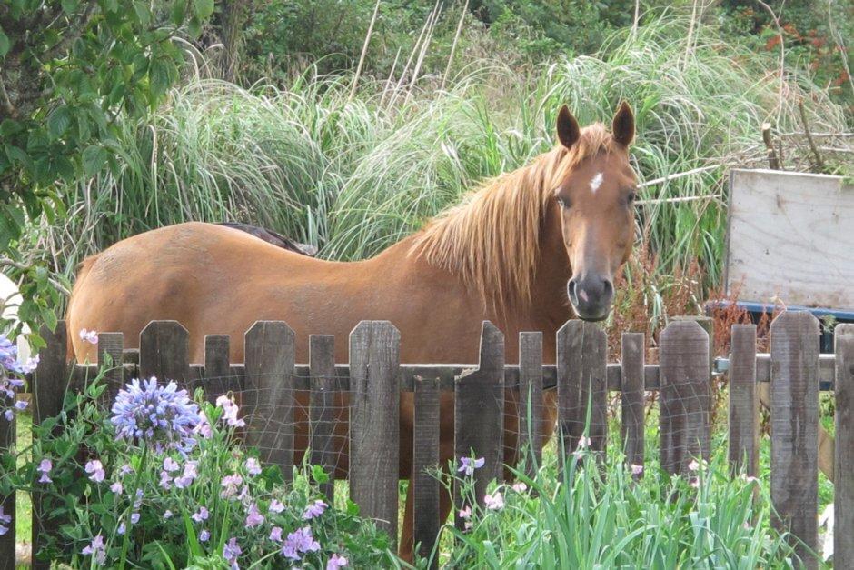 Little Paradise & Petting Farm Greymouth Ngoại thất bức ảnh