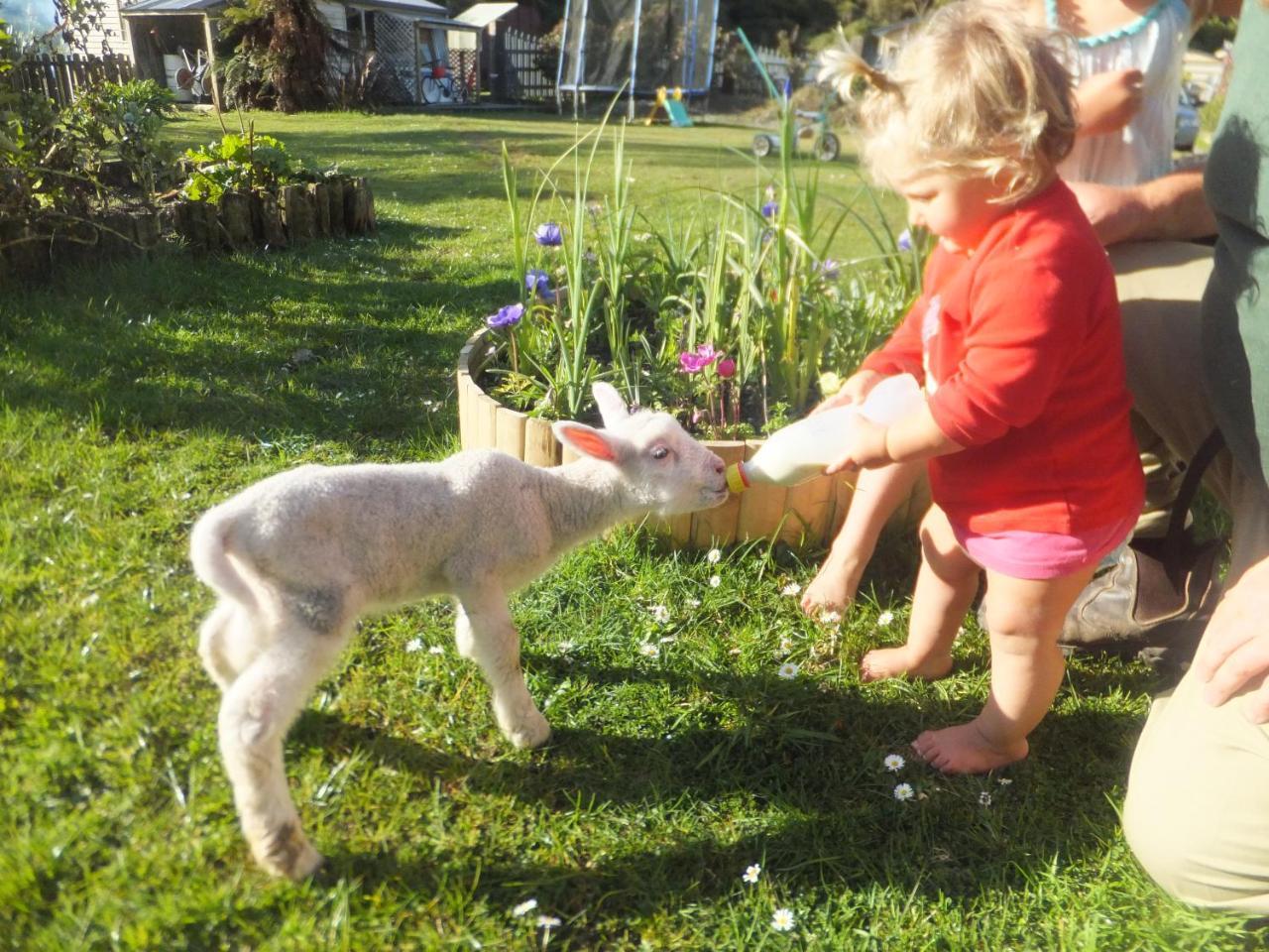 Little Paradise & Petting Farm Greymouth Ngoại thất bức ảnh